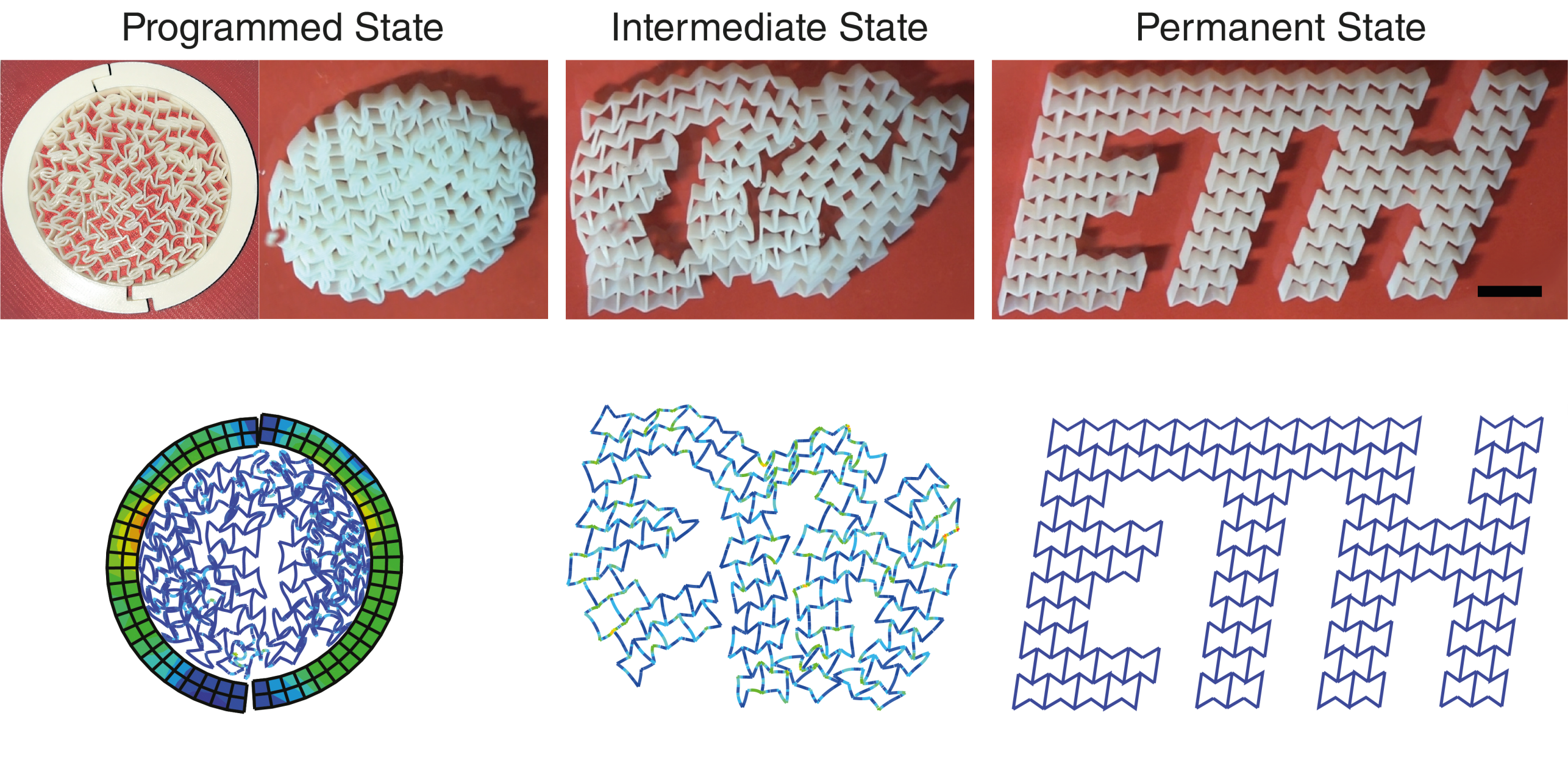 4D_Printing_Large_Shape_Transforming_Auxetic_Structures